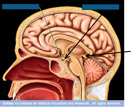 Endocrine System Quiz - ProProfs Quiz