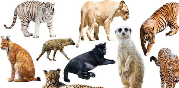 Which mammal cannot jump? - ProProfs