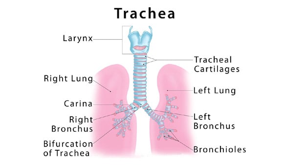 Respiratory System Quizzes, Trivia, Questions & Answers - ProProfs Quizzes