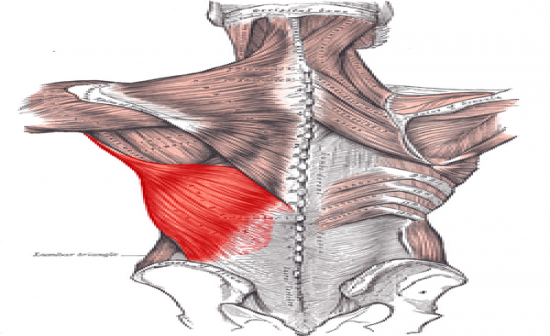 Muscles- Anatomy Lab Flashcards by ProProfs