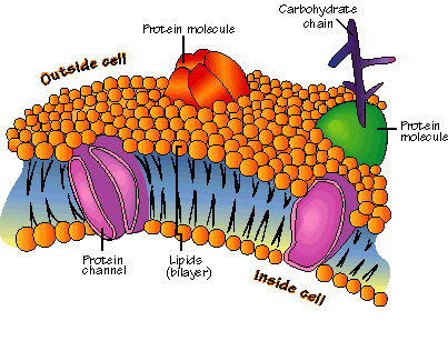 animal cell and plant cell differences. plant cell and animal cell