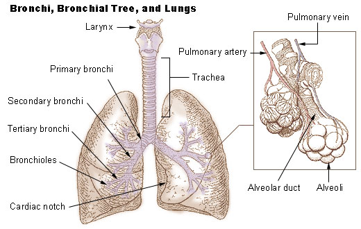Lung Anatomy Images