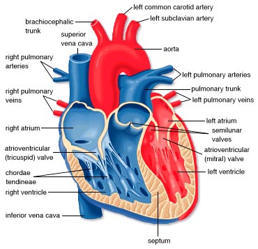 Heart diagram quiz