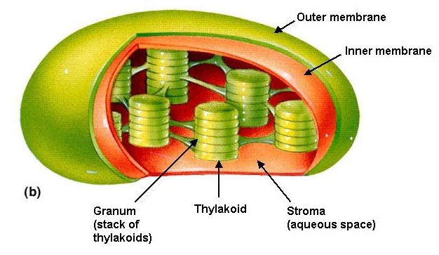 What Are Thylakoids