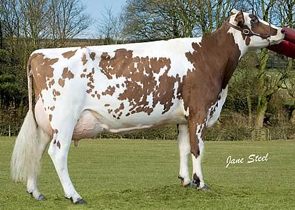 ayrshire dairy cow