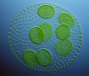 Chlorophyta Green Algae Are Considered Protists