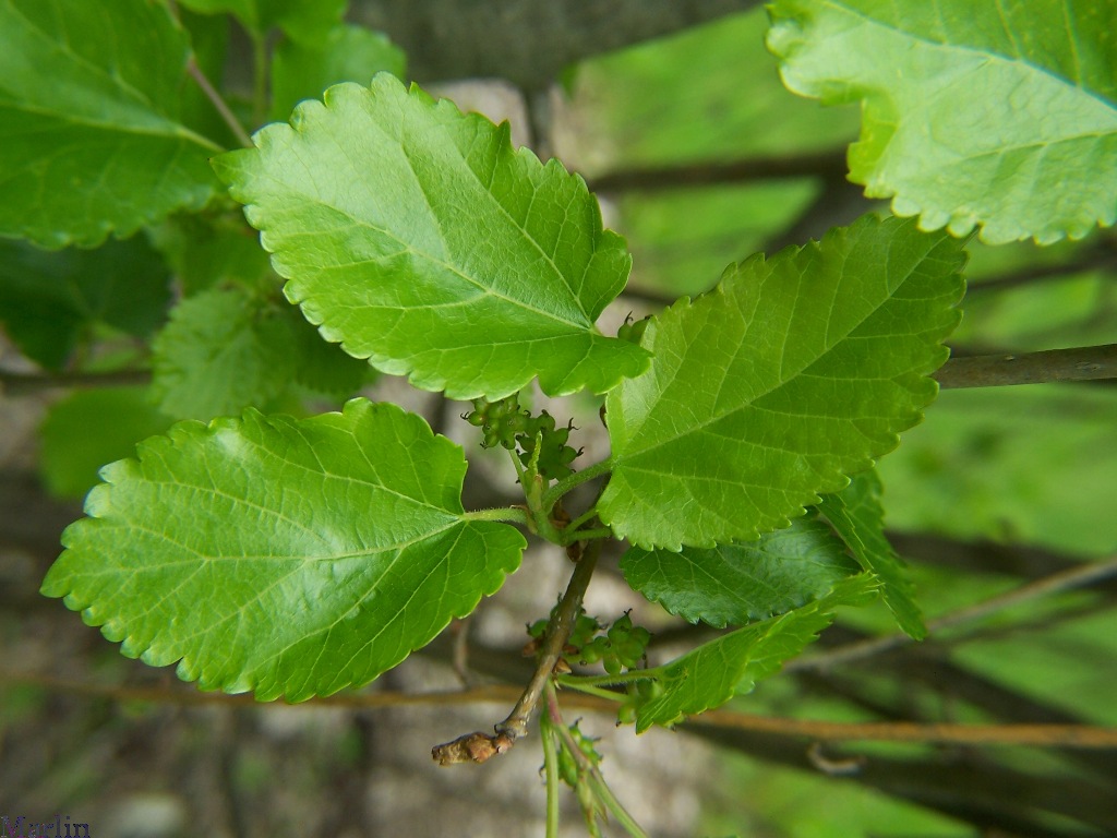 White Mulberry Tree