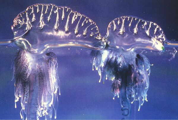 Hydrozoa Physalia