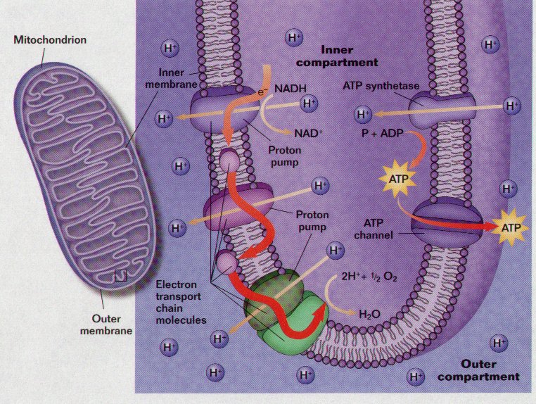 electron transport chain. Electron Transport Chain