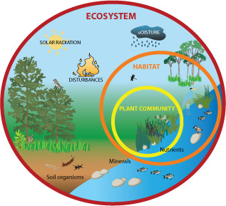 Components Of Ecosystem