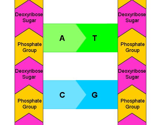 Sugar Deoxyribose