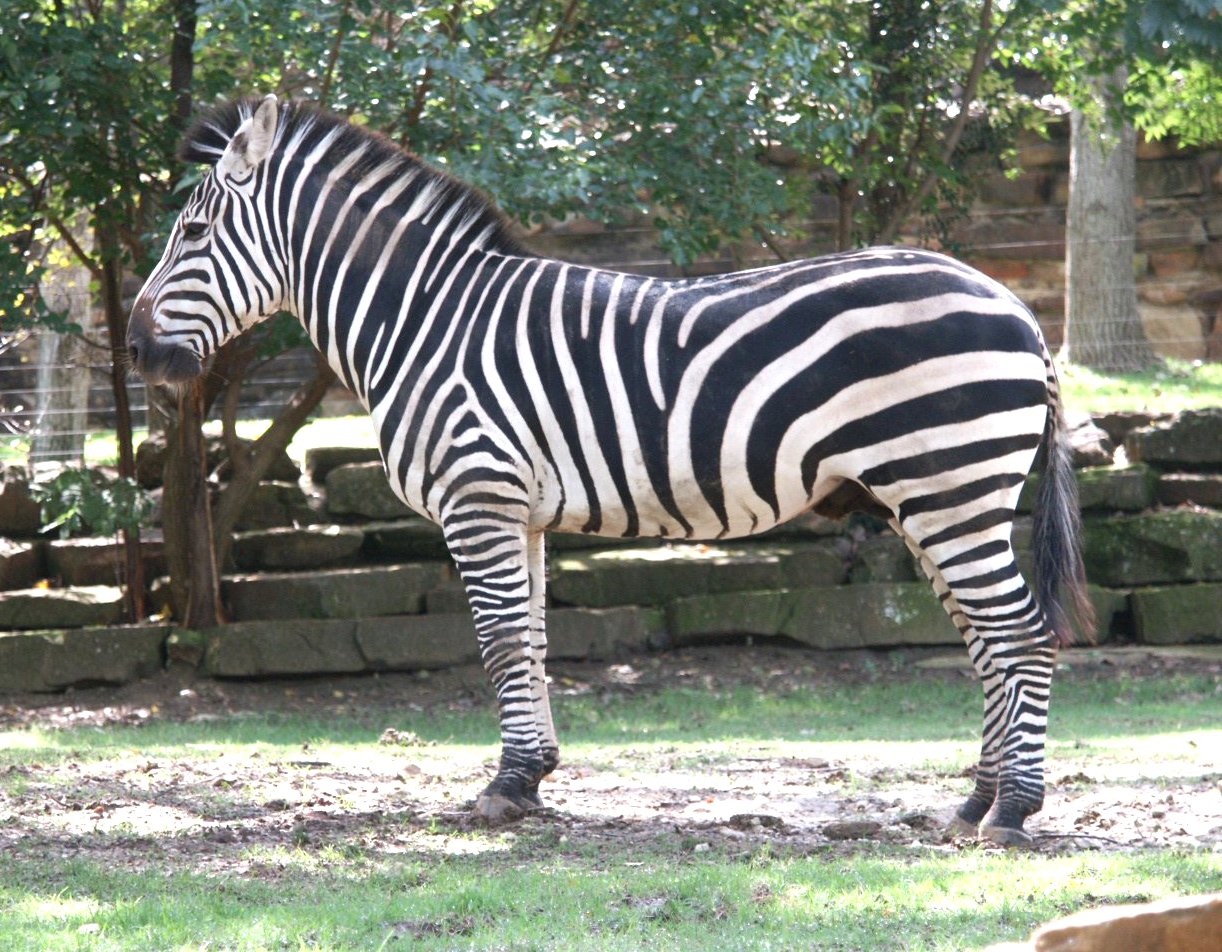 Zebra Side On