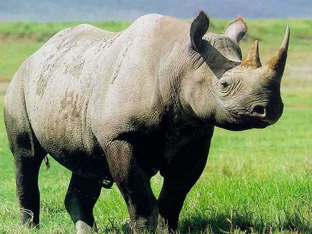 flashcards animals rhino proprofs