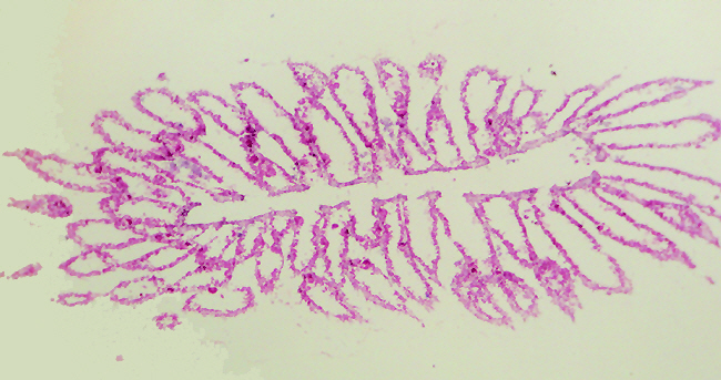 Grantia Spicules