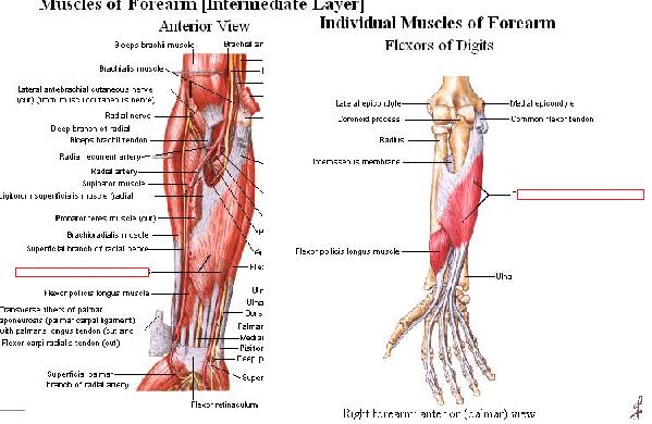 STRUCTURAL ANATOMY MIDTERM (UPPER LIMB) Flashcards by ProProfs