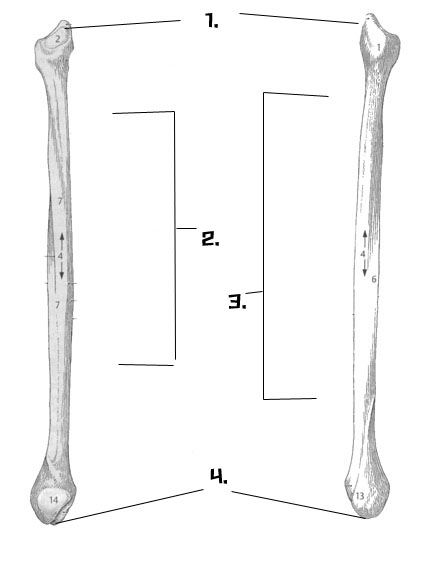 Lower Limb Anatomy Quiz - ProProfs Quiz