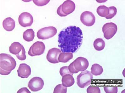 Basophil Under Microscope