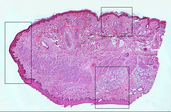 Histology Ii - Proprofs Quiz