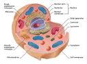 Biology Grade 10