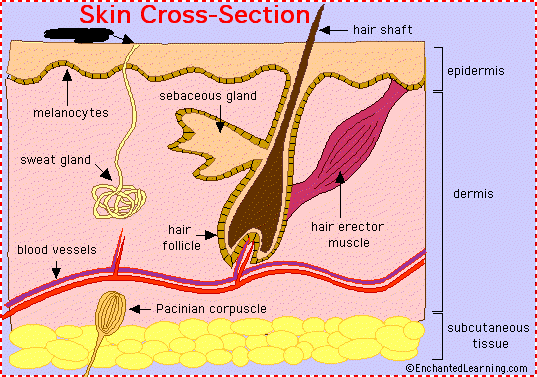 Integumentary System Skin Parts - ProProfs Quiz