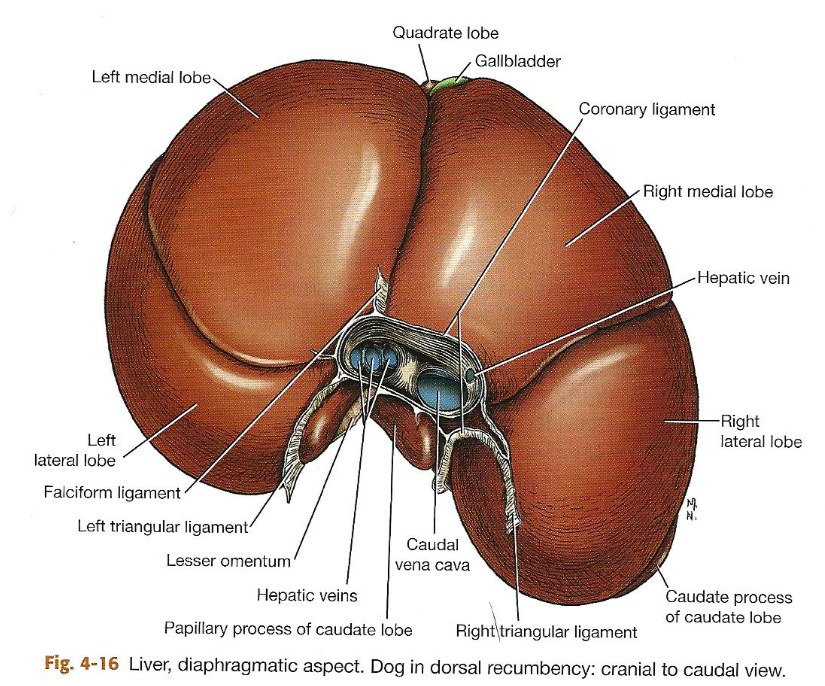 liver lobes dog