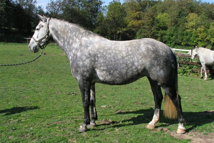 Advanced Horse Color Quiz - Proprofs Quiz