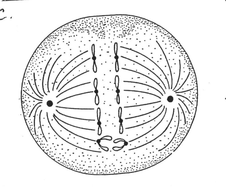 anaphase 1