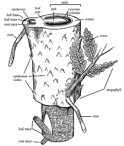 Fern Plant Diagram