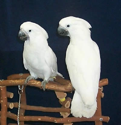 cockatoo lifespan average