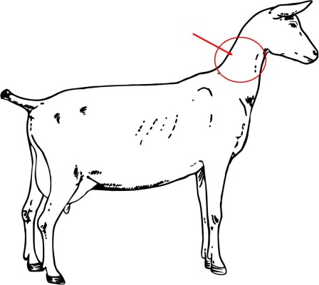 Test Your Knowledge About Goat Anatomy - ProProfs Quiz