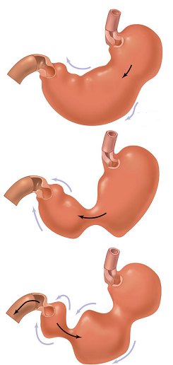 Digestive System Practice Quiz 1 - ProProfs Quiz