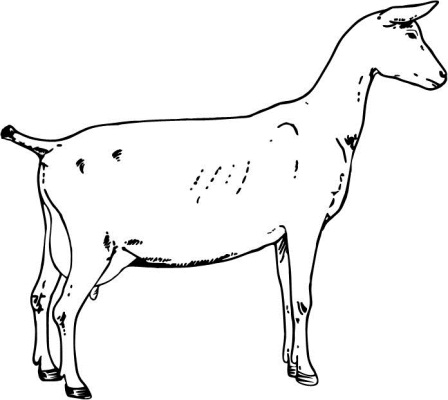 Female Goat Anatomy