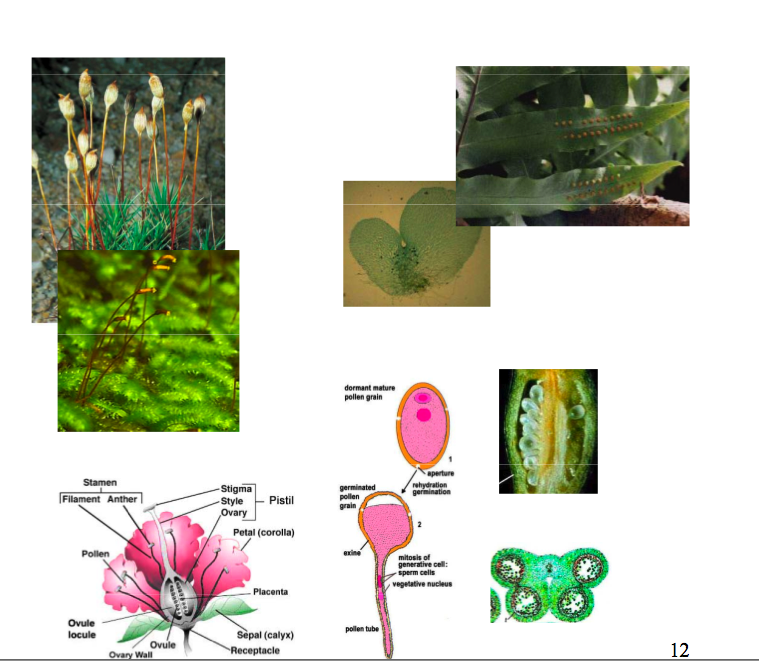 alterations of generations of plants. (alternation of generation