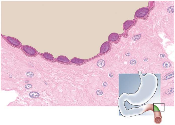 Histology/integumentary System Quiz - ProProfs Quiz