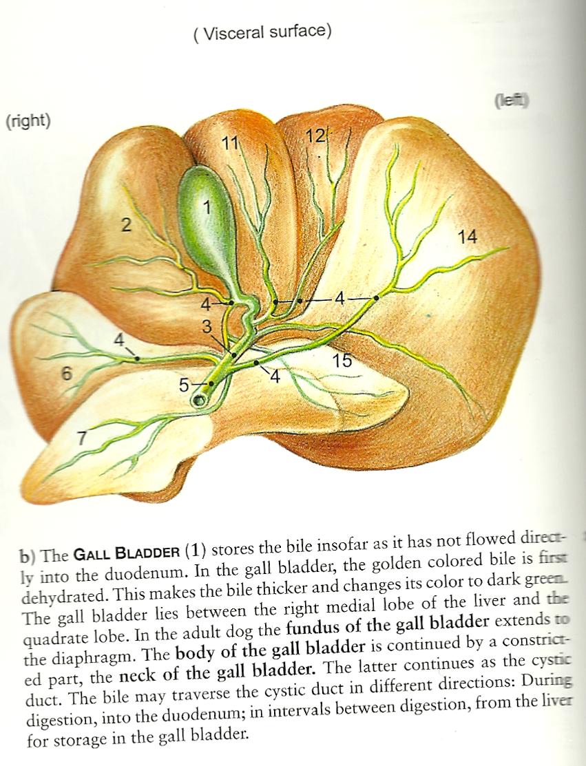 Canine Liver Lobes