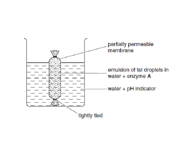 Visking Tubing