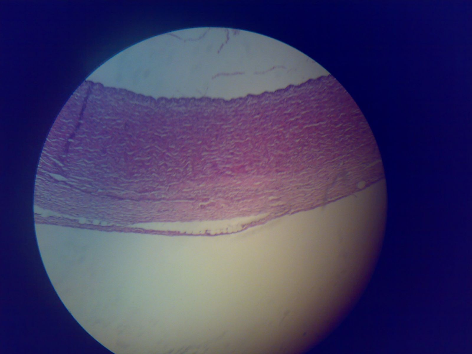 Histology Quiz Take or Create Histology Quizzes & Trivia ProProfs