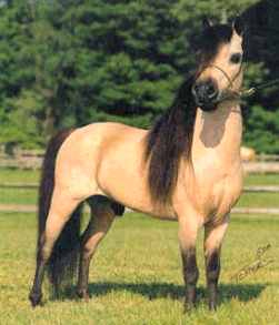 Clydesdale Paint Horses