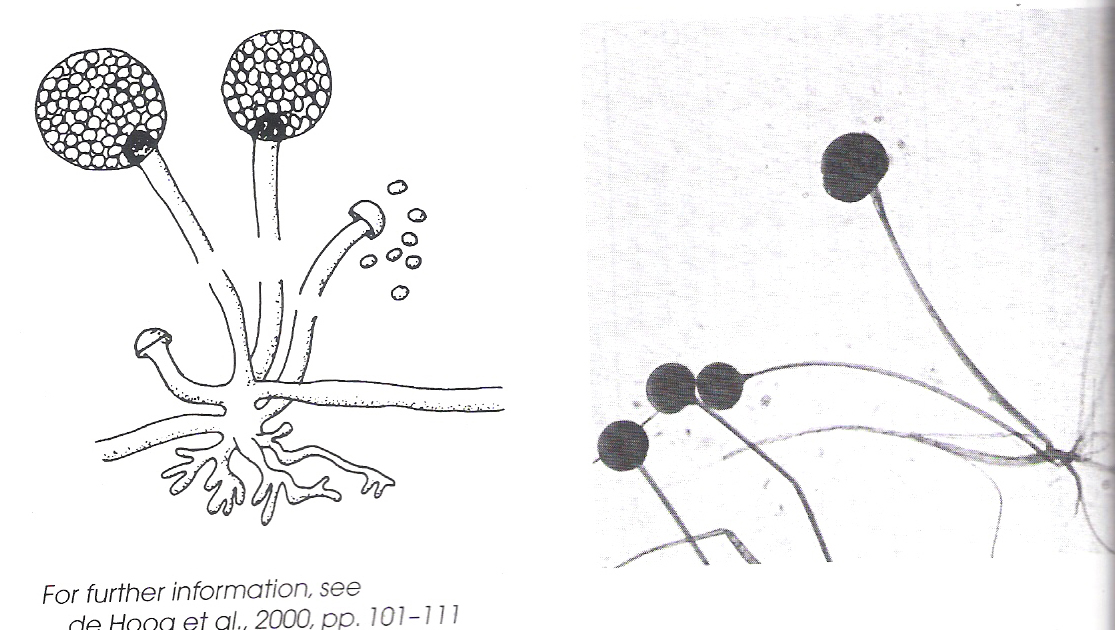 Identify The Fungus - ProProfs Quiz