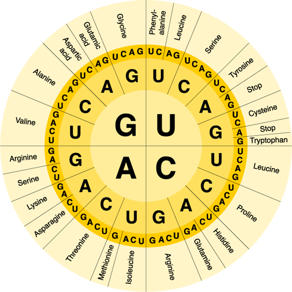 translation-and-transcription-review-proprofs-quiz