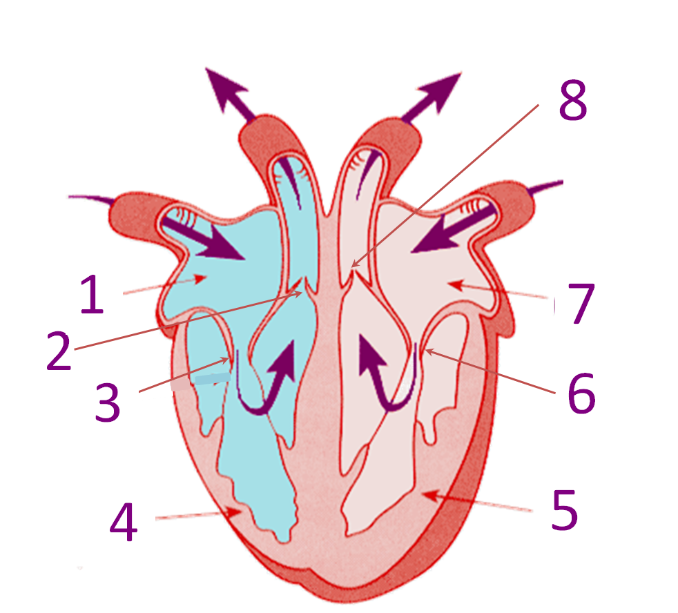 15 Human Heart Diagram With Parts | Robhosking Diagram