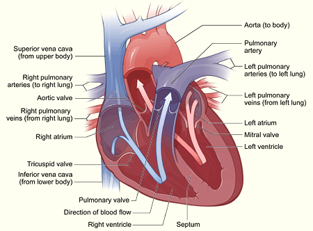 Human+heart+diagram+quiz