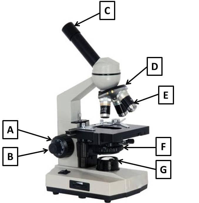 15 Microscope Labeled Parts Quiz Pics Diagram Templates