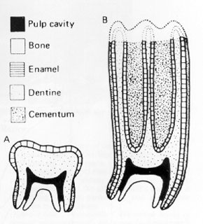 tooth quiz teeth structure molar proprofs dentistry dental interval oral health