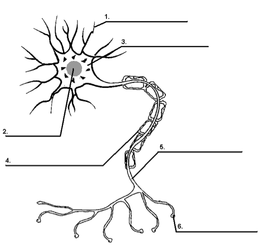 Nervous System Exam Quiz 1 ProProfs Quiz