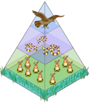 Ecosystems: Energy And Food Chains - ProProfs Quiz