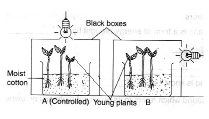 Sains Tingkatan 2 - Respons Tumbuhan/Plant Responses 