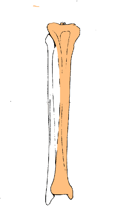 Foot/Ankle/Lower Leg Anatomy Quiz - ProProfs Quiz