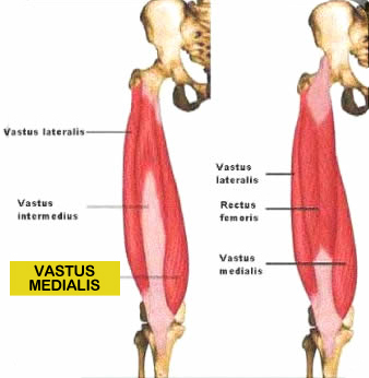 Quadriceps Muscles - ProProfs Quiz