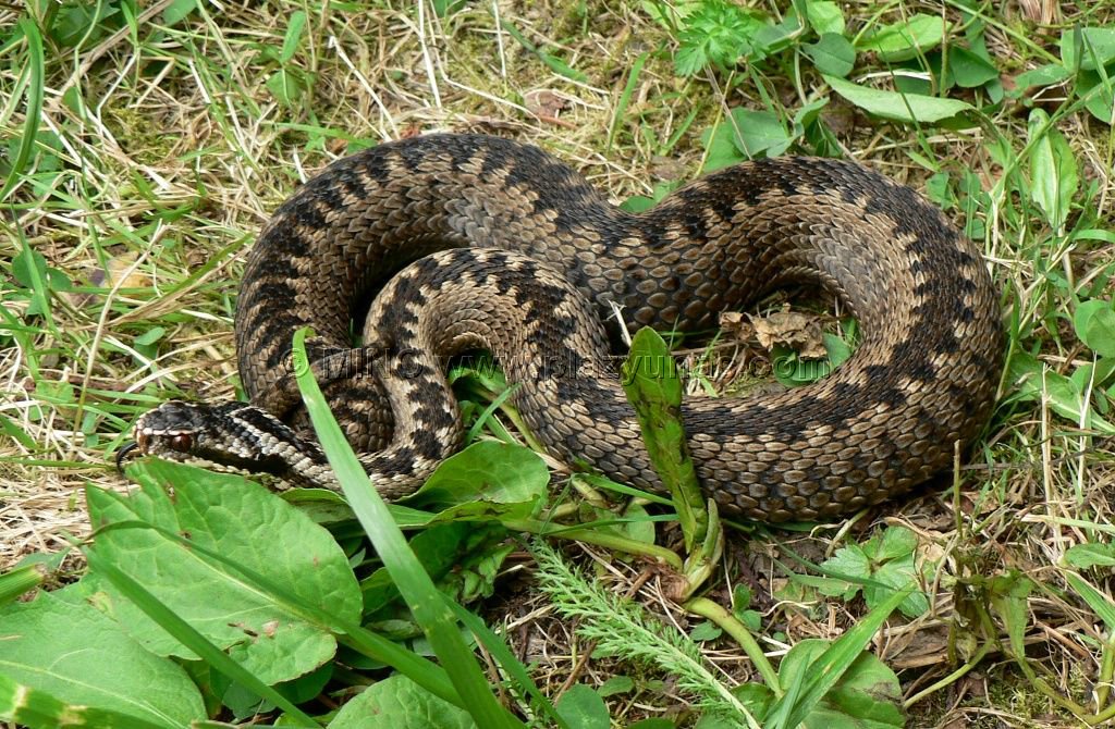 Vretenica Severna - Vipera Berus - Proprofs Quiz